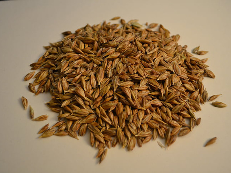 小麥嘔吐毒素怎么檢測？