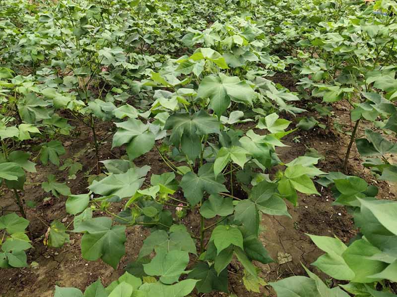 土壤有機質測定方法