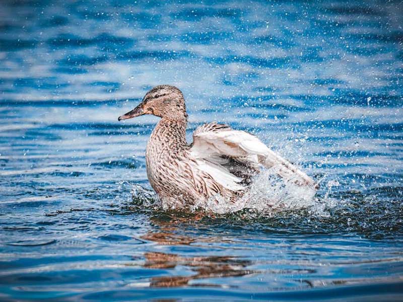 二氧化氯在水產(chǎn)養(yǎng)殖水質(zhì)消毒中的作用