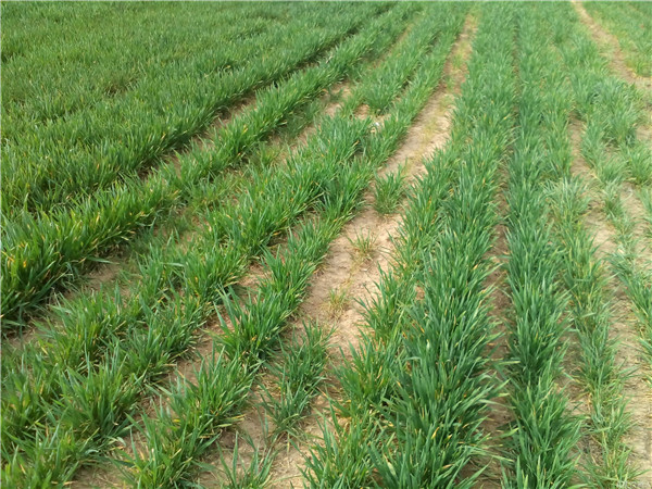 土壤養(yǎng)分速測儀應(yīng)用具有重大意義 土壤養(yǎng)分速測儀應(yīng)用具有重大意義