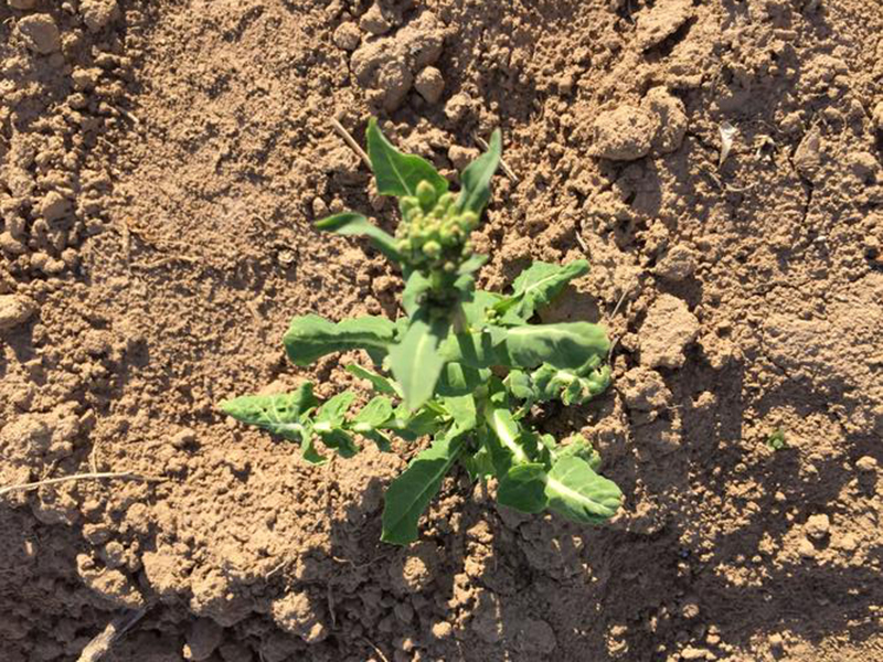 土壤測(cè)試儀 土壤測(cè)試儀