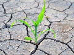 土壤鹽分速測(cè)儀，土壤鹽分對(duì)作物的影響有多大？